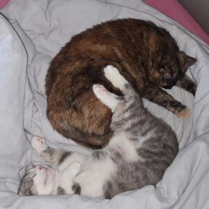 Zwei Katzn schlafen eintspannt eingrolt im Bett