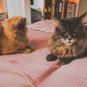 Zwei Katzen liegen auf dem Bett, eine gähnt