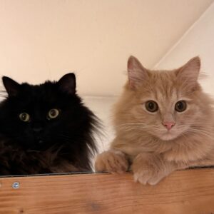 Schwarze und rothaarige Katze liegen auf Holz und schauen beide in die Kamera