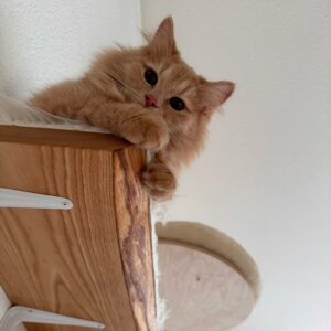 Rothaarige Katze schaut von einem Holzbrett herunter