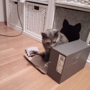 Graue Katze vor einem Karton