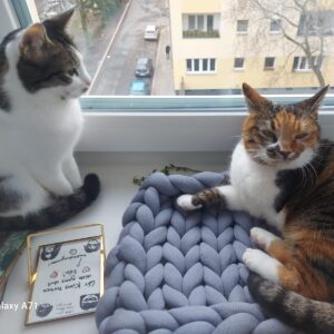 Zwei Katzen liegen auf dem Fensterbrett