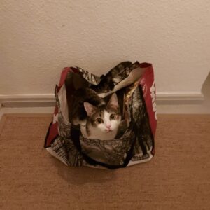 Glückliche Katze im Körbchen mit Tüchern darbüer