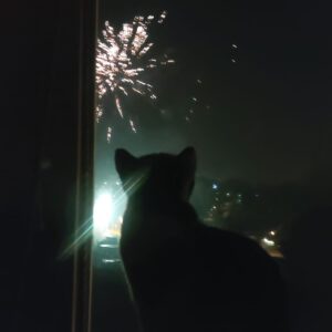 Katze schaut bei Nacht interessiert durchs Fenster dem Feuerwerk zu