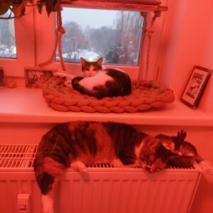 Zwei Katzen schlafen gemütlich auf dem Fensterbrett und der Heizung