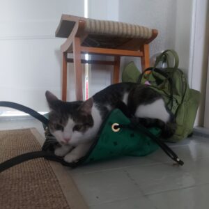 Katze spielt mit Taschen