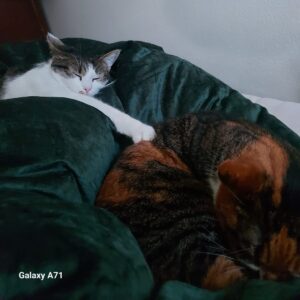 Zwei Katzen kuscheln entspannt zwischen grünen Kissen