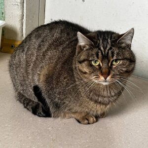 kräftige braun getigerte Katze schaut in Kamera