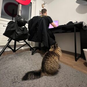 Getigerte Katze sitzt neben einem Mann am PC mit Dartscheibe nebendran