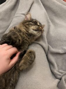 Getigerte Katze liegt auf einer hellen Kuscheldecke und wird am Bauch gekrault