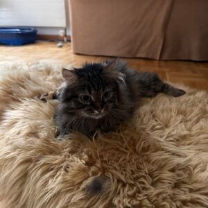 Kleine getigerte Katze liegt auf einem hellen Plüschteppich