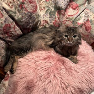 Getigerte Katze liegt auf einem rosa Plüschkörbchen