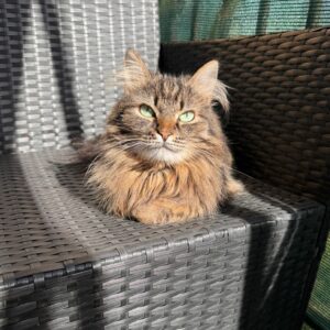 Getigerte Katze liegt auf einem Rattanstuhl in der Sonne und schaut in die Kamera