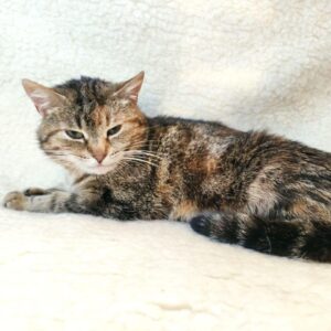 mehrfarbig getigerte Katze liegt auf heller Decke