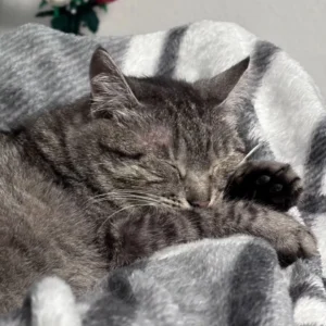 Getigerte Katze schläft entspannt auf einer grauen Decke
