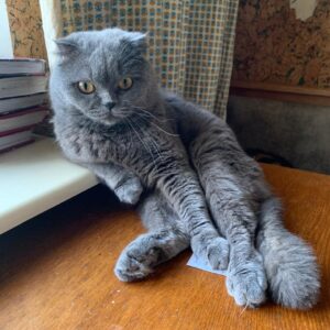 dungelgraue scottish fold Katze lehnt auf Fensterbrett