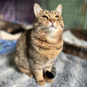 braun getigerte Kurzhaarkatze mit weißem Mäulchen schaut nach oben