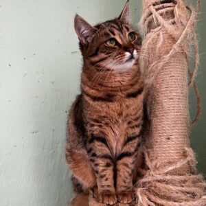 braun getigerte Katze sitzt auf Kratzbaum neben kaputtem Sisalstamm