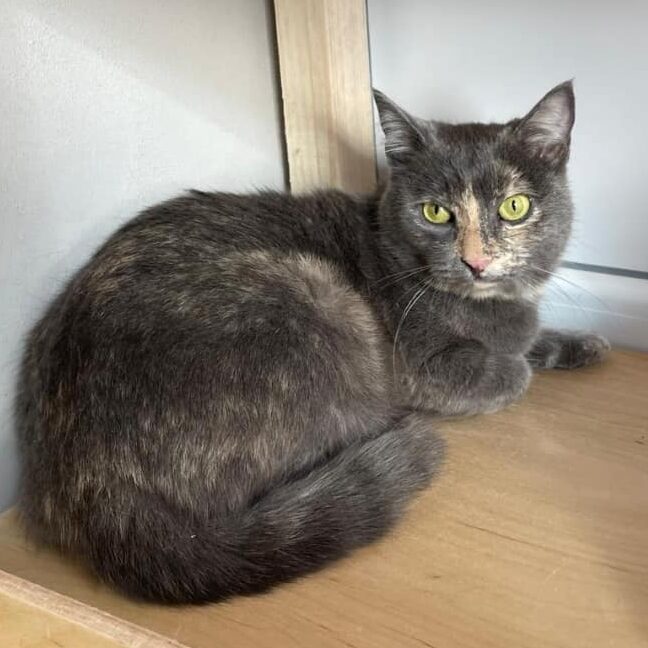 Read more about the article Lyme