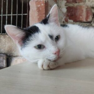 vorwiegend weiße Katze, jung mit dunkel getigerten Flecken, ein Fleck zwischen den beiden Augen, liegt im Aißengehege (?) vor einer Mauer aus roten Ziegeln