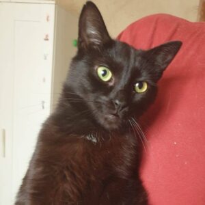 schwarze Katze, auf dem Arm von unbekanntem Mann