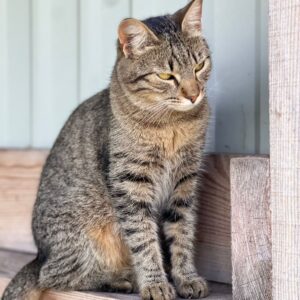 grau braun getigerte Kurzhaarkatze sitzt auf Holzbrett