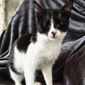 schwarz weiße Kurzhaarkatze sitzt auf dunkelgrauer Decke