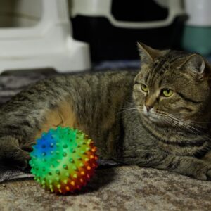getigerte Kurzhaarkatze mit Massageball in Regenbogenfarben auf dem Boden