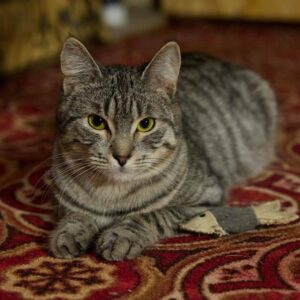 grau getigerte Kurzhaarkatze mit grünen Augen liegt auf rotem gemusterten Teppich