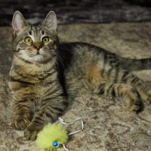 grau braun getigerte Kurzhaarkatze liegt auf Teppich mit gelben Spielzeug
