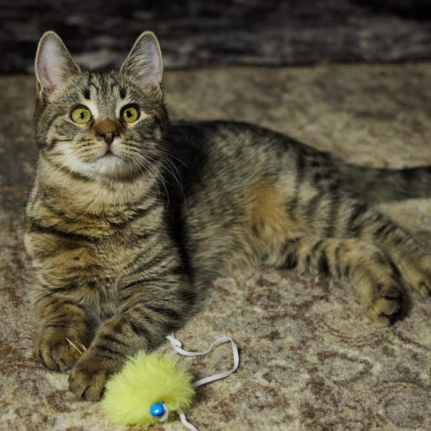 Read more about the article Aramis