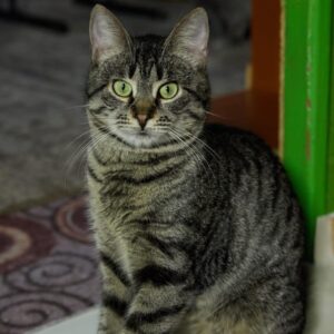 grau getigerte Kurzhaarkatze schaut in Kamera