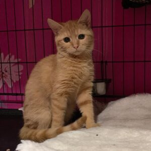 orange getigerte Kurzhaarkatze sitzt in Käfig auf weißer Kuscheldecke und schaut in Kamera