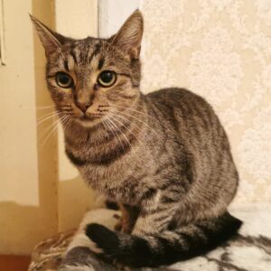 grau-braun getigerte Kurzhaarkatze, sitzt aur einer beige-braunen Wolldecke, Tür (?) im Hintergrund