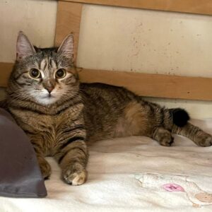 getigerte Kurzhaarkatze liegt auf weißer Decke und schaut in Kamera