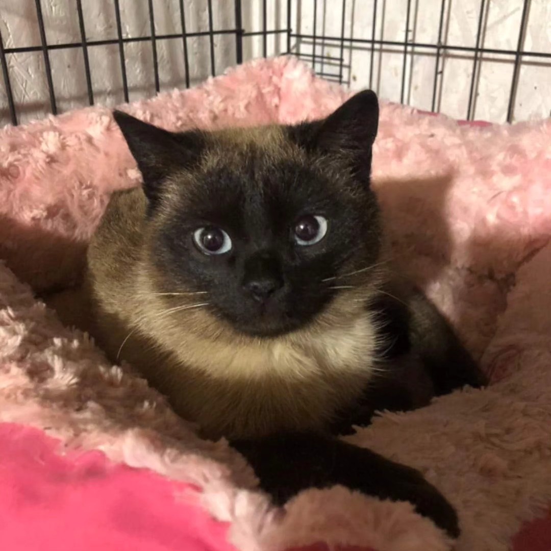 Kater mit "Siamzeichnung" und Farbe, blaue Augen