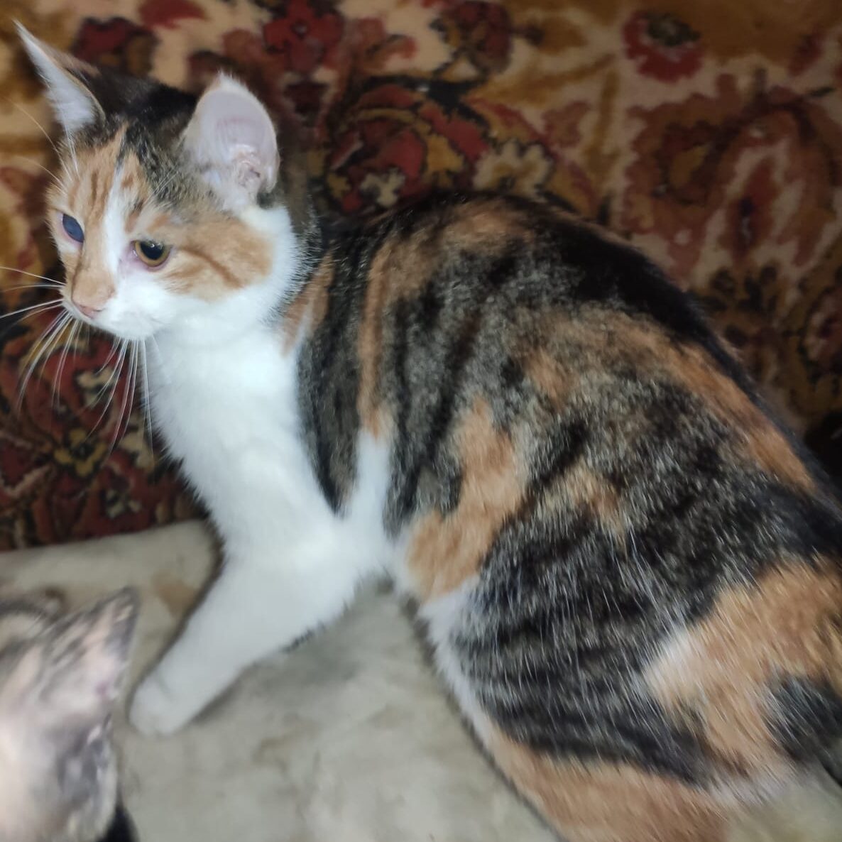 Read more about the article Pebbles