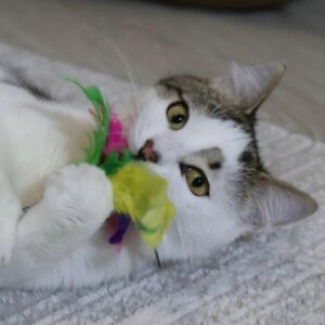Kater, überwiegend weiß, Kopf um die Ohren sichtbar getigert, eher grau als braun, getigerten "Fleck "über dem Auge,buntes Katzenspielzeug in den Vorderpfoten