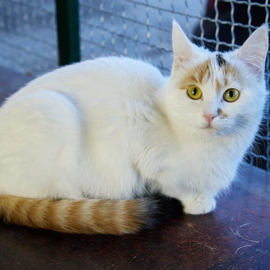 Read more about the article Sonequa