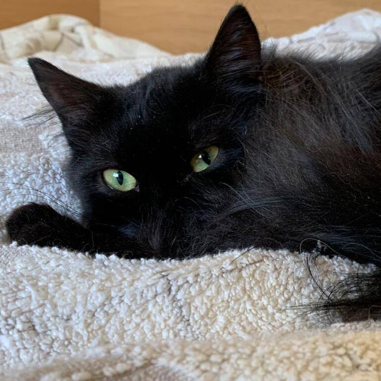 schwarzer Kater, buschiger Schwanz, schläft eigentlich, macht die Augen gerade auf