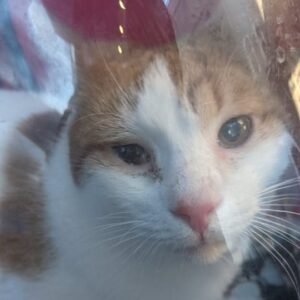 Rot weiße Katze mit einem etwas verletzten Auge schaut erwartungsvoll in die Kamera