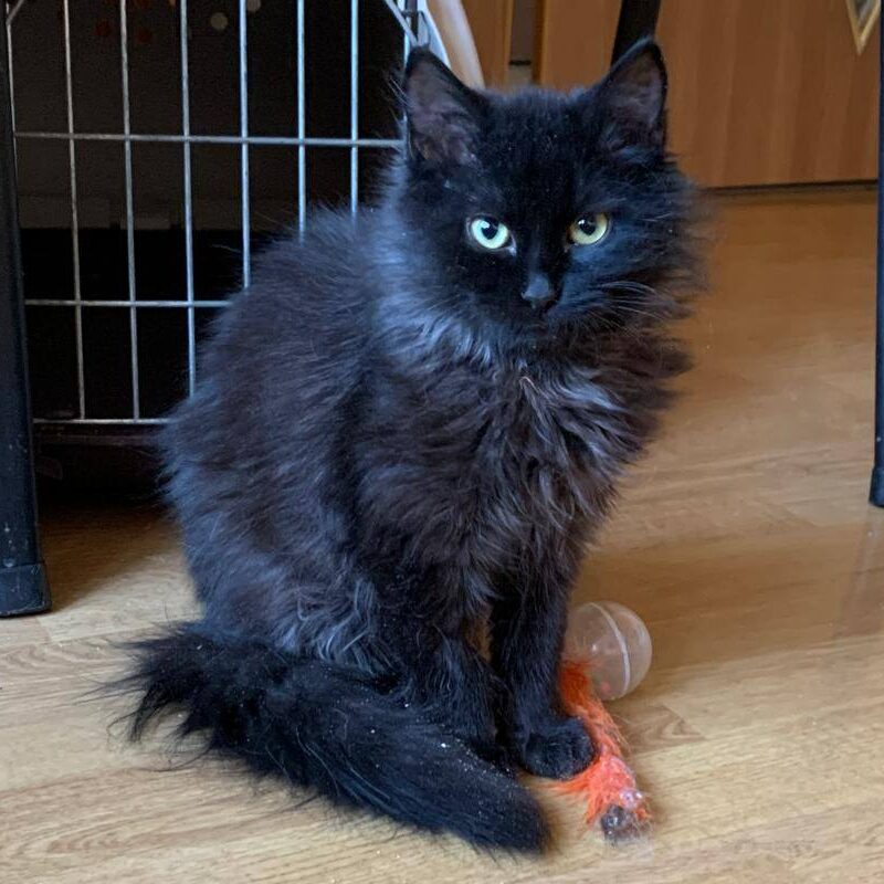 Read more about the article Gummi