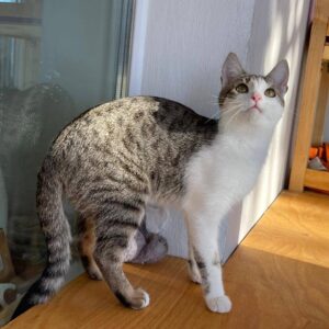 Getigerte Katze mit weißem Bauch und schlanker Statur steht vor einer Glastüre und schaut neugierig in die Luft