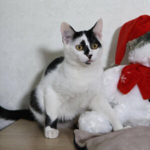 Schwarz-weißer Kater sitzt aufmerksam neben einem Plüschtier mit roter Schleife und blickt erwartungsvoll in die Kamera