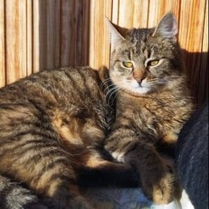 Getigerte Katze liegt vor einer Holzwand in der Sonne