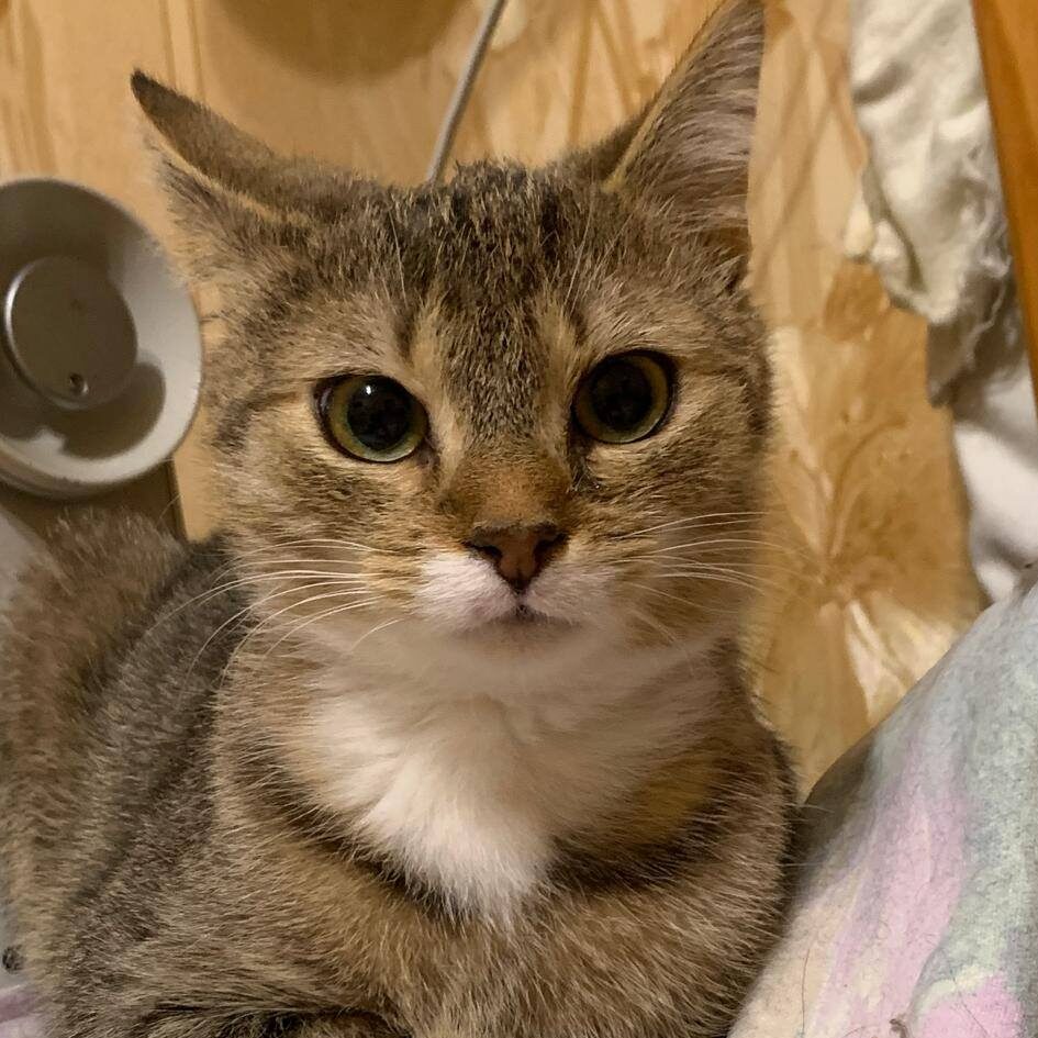 Kleine getigerte Katze mit weiß blickt aufmerksam in die Kamera