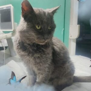 grauer Kater auf einem Untersuchungstisch beim Tierarzt sitzend, hat ein sehr katerhaftes Gesicht und Macken in den Ohren, so als ob er den ein oder anderen Katerkampf auf der Straße mitgemacht hat