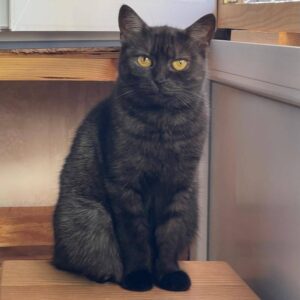 schwarz getigerte Kurzhaarkatze mit bernsteinfarbenen Augen sitzt vor offenem Fenster und schaut in Kamera