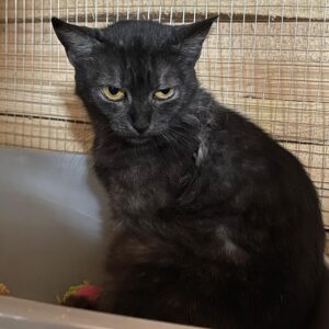 schwarz grau getigerte Kurzhaarkatze schaut etwas ängstlich