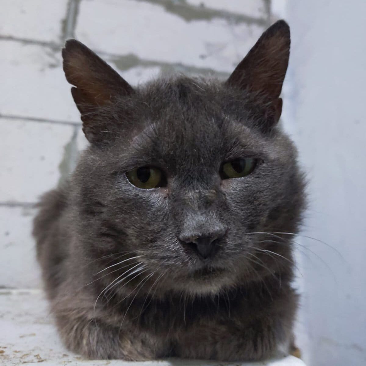 Read more about the article Bimka